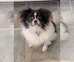 Small #5 Japanese Chin
