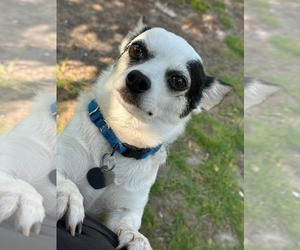 Jack Chi Dogs for adoption in Oakhurst, NJ, USA