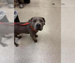 American Pit Bull Terrier Dogs for adoption in Riverside, CA, USA