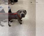 Small American Pit Bull Terrier