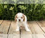 Small Photo #10 Cocker Spaniel Puppy For Sale in NAPPANEE, IN, USA