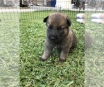 Small Photo #23 German Shepherd Dog Puppy For Sale in ROSHARON, TX, USA