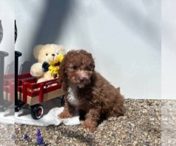 Medium Photo #4 Cavapoo Puppy For Sale in ARTHUR, IL, USA
