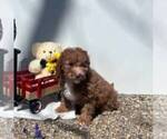 Small #3 Cavapoo