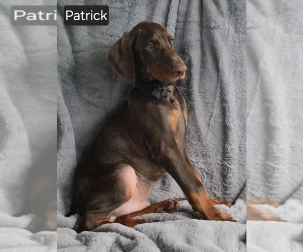 Medium Photo #5 Doberman Pinscher Puppy For Sale in POMEROY, OH, USA