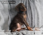 Small Photo #5 Doberman Pinscher Puppy For Sale in POMEROY, OH, USA