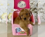 Small Photo #9 Golden Retriever Puppy For Sale in AMITY, AR, USA