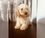 Small #8 Poodle (Miniature)