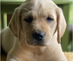 Puppy True Gold Labrador Retriever