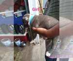 Small Photo #2 American Pit Bull Terrier Puppy For Sale in PORTSMOUTH, VA, USA