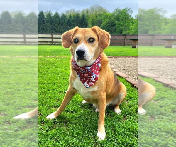 Medium Photo #5 Beagle-Unknown Mix Puppy For Sale in Germantown, OH, USA