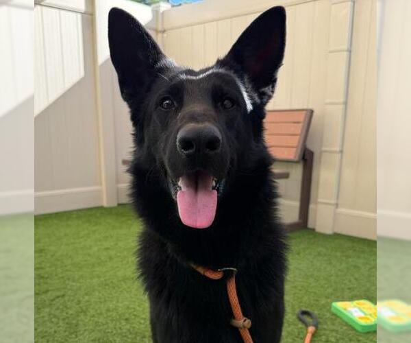 Medium Photo #1 German Shepherd Dog Puppy For Sale in Camarillo, CA, USA