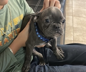 French Bulldog Puppy for sale in RIVERSIDE, CA, USA
