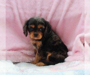 Cavalier King Charles Spaniel Puppy for sale in FREDERICKSBURG, OH, USA
