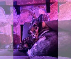 Kato & Friend - Bonded Pair - Male German Shepherd Dog Dog for Adoption - Photo #2