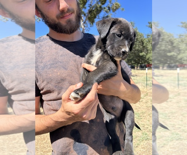 Medium Photo #1 Cane Corso-German Shepherd Dog Mix Puppy For Sale in WILLIAMS, OR, USA