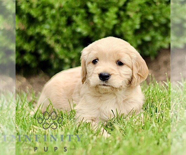 Medium Photo #4 Golden Retriever Puppy For Sale in STRASBURG, PA, USA