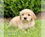 Small #3 Golden Retriever