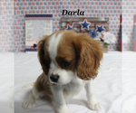 Small Cavalier King Charles Spaniel