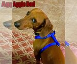 Small Photo #3 Dachshund Puppy For Sale in San Antonio, TX, USA
