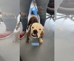Small Photo #5 Bulldog Puppy For Sale in Chico, CA, USA