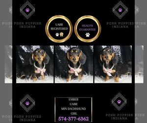 Dachshund Puppy for sale in WARSAW, IN, USA