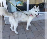 Small Siberian Husky