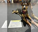 Small #5 Mutt