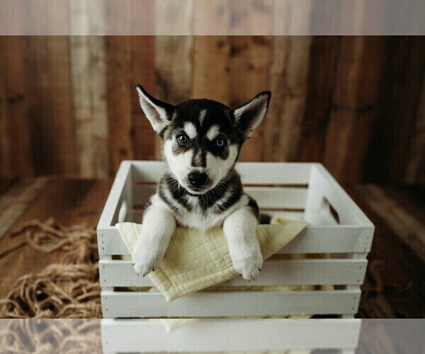 Medium Photo #2 Gerberian Shepsky Puppy For Sale in PALM BAY, FL, USA