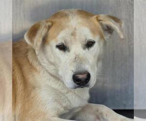Labrador Retriever-Unknown Mix Dogs for adoption in San Antonio, TX, USA