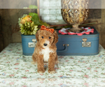 Puppy Caroline Miniature Labradoodle