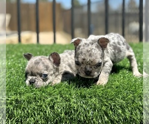 French Bulldog Puppy for sale in LONG BEACH, CA, USA