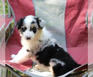 Border Collie Dog for Adoption in WARSAW, Ohio USA