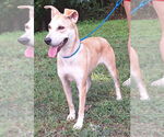 Small #2 Labrador Retriever Mix