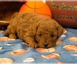 Small #2 Poodle (Toy)