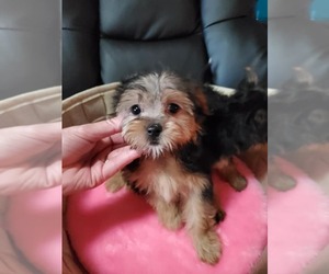 Morkie Puppy for sale in KENDALL, WI, USA