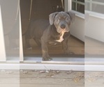 Puppy Dark Blue American Bully