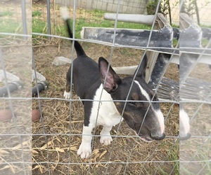 Bull Terrier Puppy for Sale in LONG BEACH, California USA