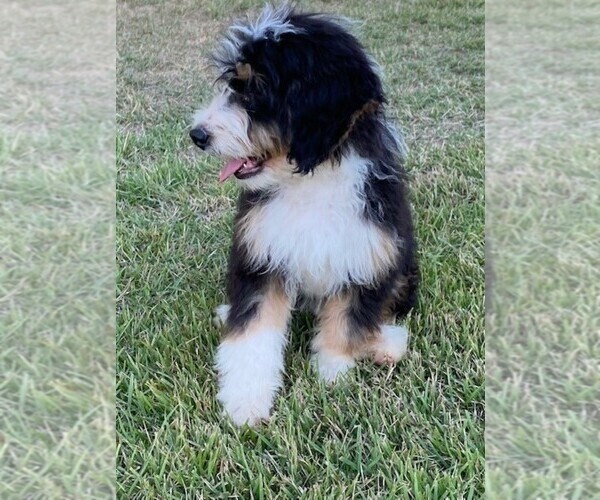 Medium Photo #6 Miniature Bernedoodle Puppy For Sale in MINEOLA, TX, USA