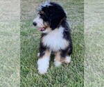 Small Photo #6 Miniature Bernedoodle Puppy For Sale in MINEOLA, TX, USA