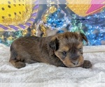 Small #2 Morkie