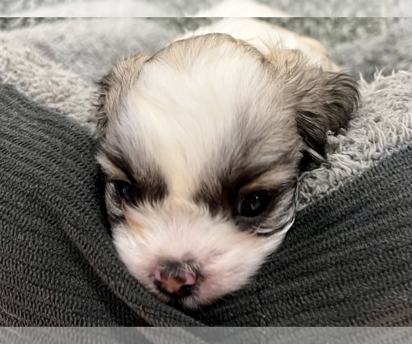 Medium Photo #6 Zuchon Puppy For Sale in RENO, NV, USA