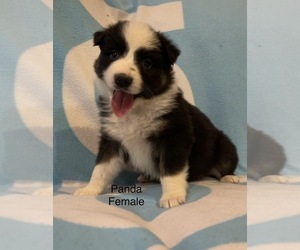 Australian Shepherd Puppy for sale in EXETER, MO, USA