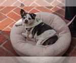Small #8 Chihuahua Mix