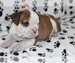 Small Photo #3 English Bulldog Puppy For Sale in GREAT FALLS, VA, USA