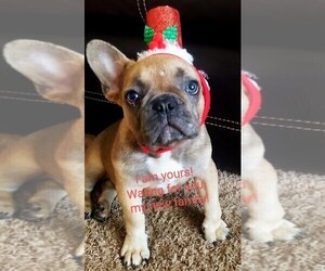 French Bulldog Puppy for sale in TAMPA, FL, USA
