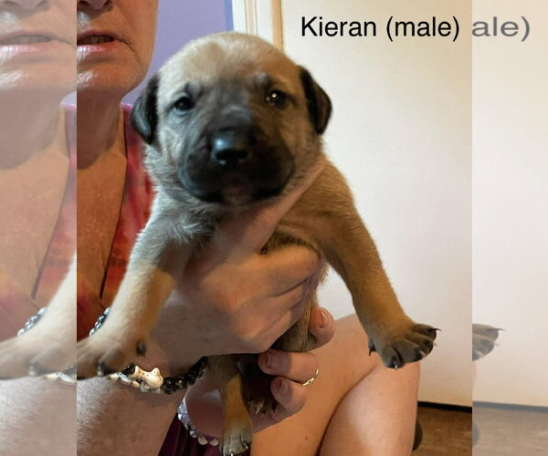 Medium Photo #1 Labrador Retriever-Unknown Mix Puppy For Sale in Derwood, MD, USA