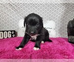 Small #5 Golden Mountain Dog