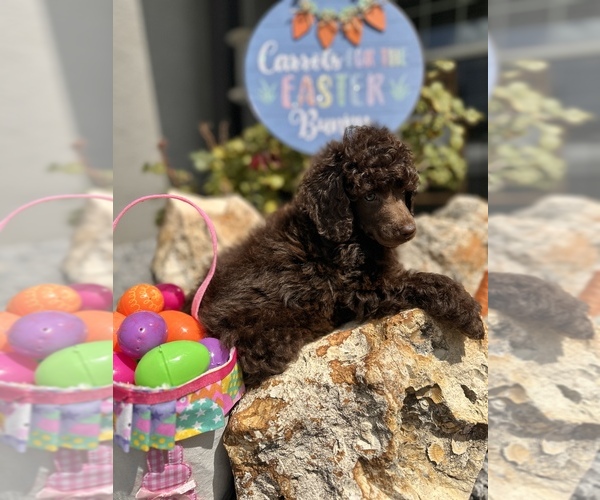 Medium Photo #2 Poodle (Miniature) Puppy For Sale in HERNANDO, FL, USA