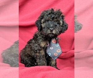 Poochon Puppy for sale in LANCASTER, PA, USA